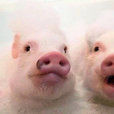 Morissette A. avatar