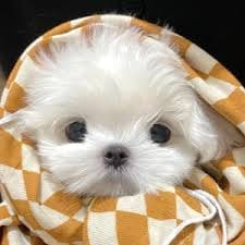 Jake Villanueva avatar